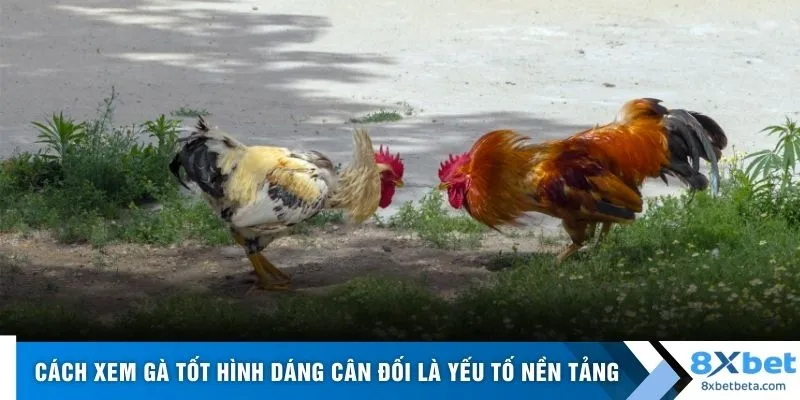 Cách xem gà tốt hình dáng cân đối là yếu tố nền tảng