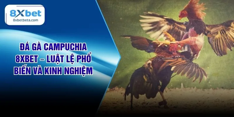 Đá Gà Campuchia 8XBET – Luật Lệ Phổ Biến Và Kinh Nghiệm